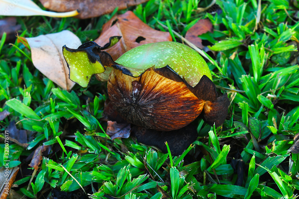 Fruit of Suicide tree or Pong-pong or Othalanga or Cerbera odollam in which some peel have broken apart and fell on the grass