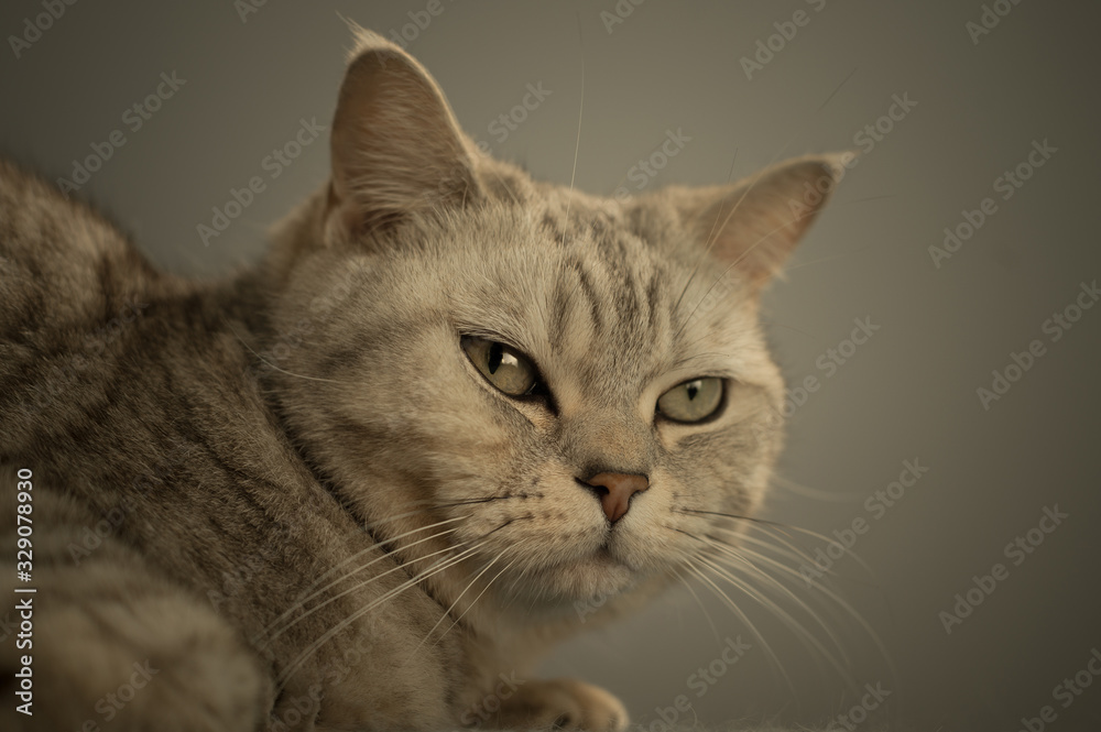 studio portrait of british cat