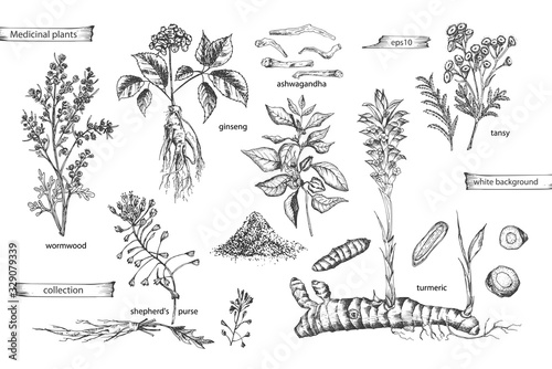 Set vintage hand drawn sketch medicine herbs elements isolated on white background. wormwood, turmeric, tansy, ashwagandha, shepherds, purse, ginseng. Vector illustration art.