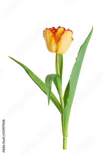 Wonderful yellow tulip with red stripes on a white background.