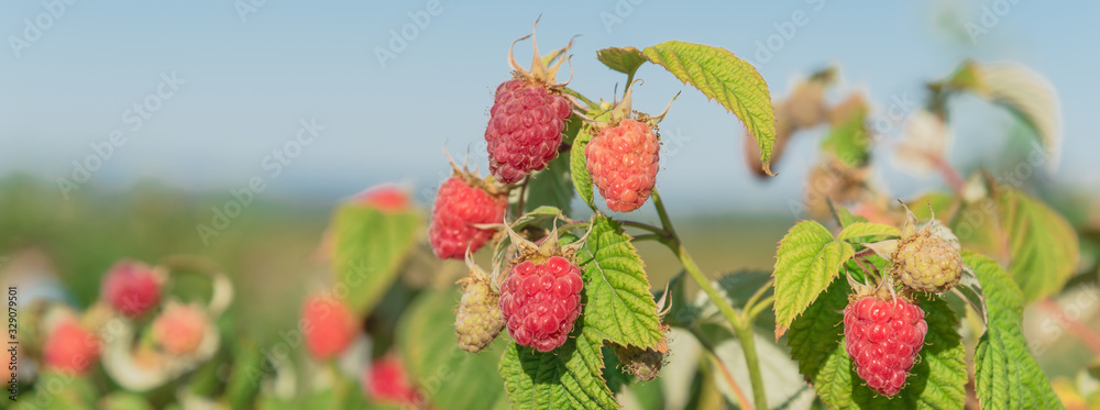 Panoramic tasty group of ripen raspberries ready to pick at berry farm in Washington, USA Panoramic tasty group of ripen raspberries ready to pick at berry farm in Washington, USA