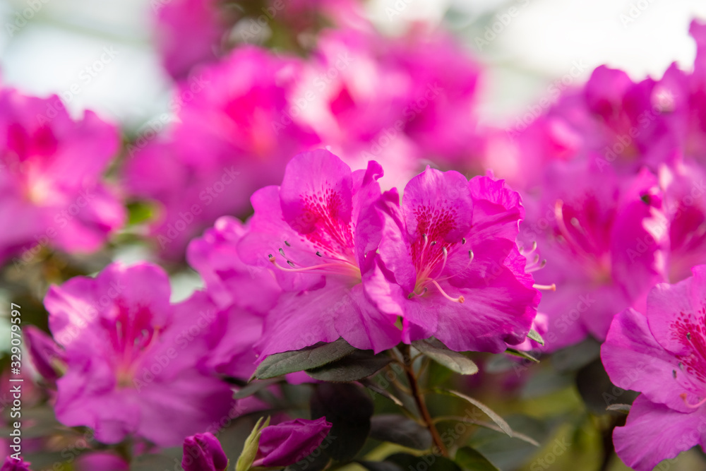 Azaleas tropical flower.