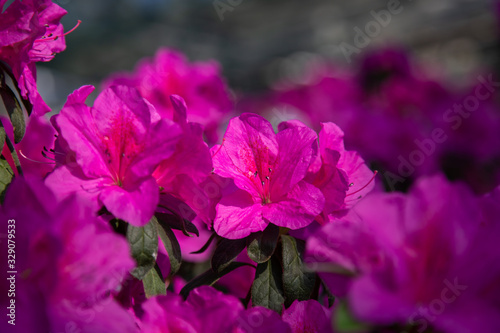 Azaleas tropical flower.