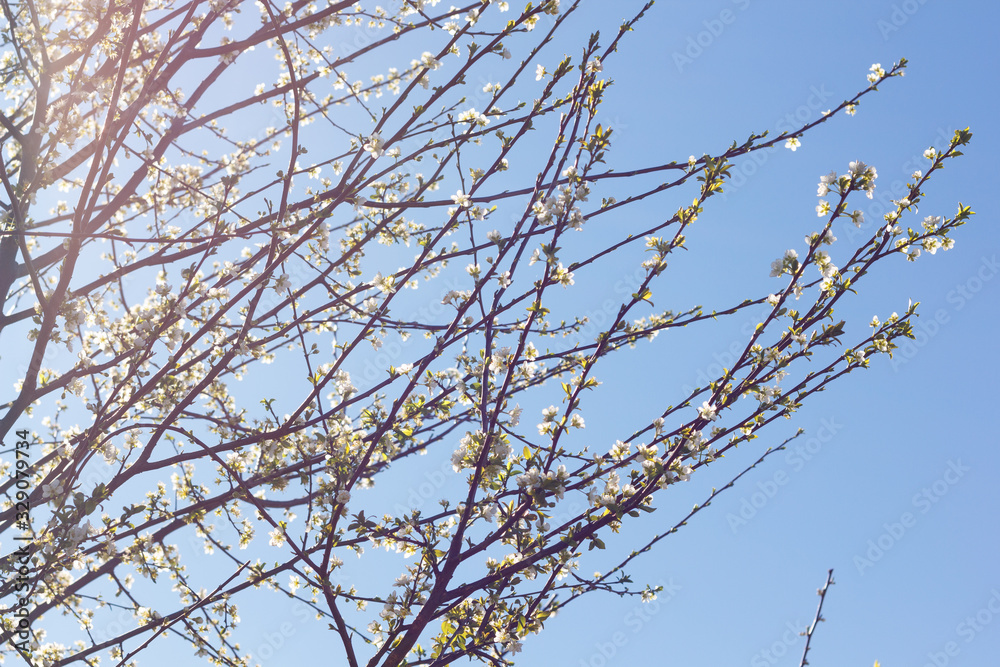 Branches of a flowering tree at the end of winter Branches of a flowering tree at the end of winter