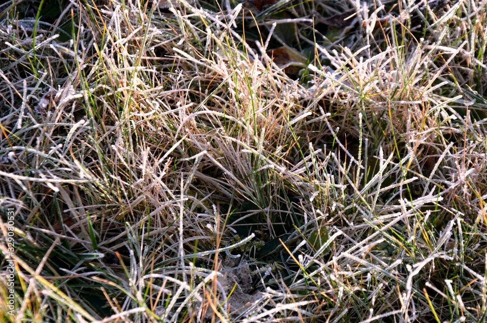 closeup of grass with hoarfrost, frosty morning. Floral background. Floral texture. copy Space
