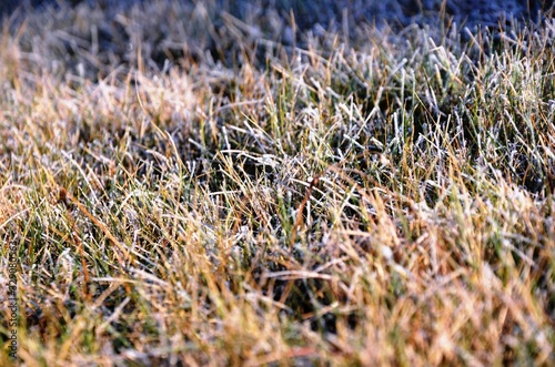 closeup grass with hoarfrost, frosty morning. Floral background. Floral texture. copy Space