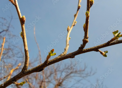 Apricot tree branch with buds...Apricot buds on a branch close-up on a background of blue sky