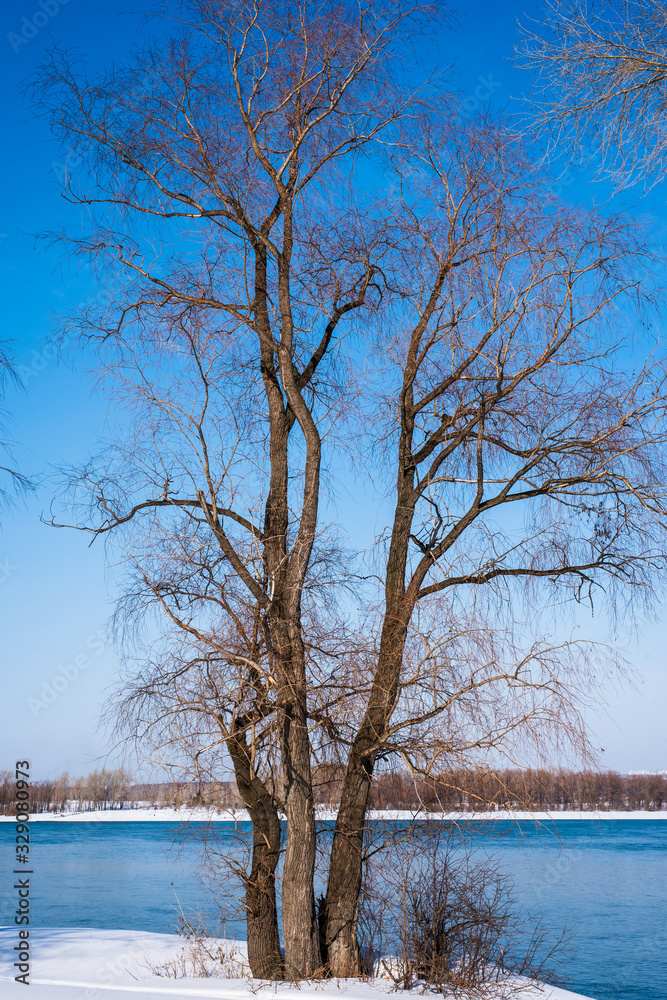 Early spring landscape on river. A tree by the river Early spring landscape on river. A tree by the river