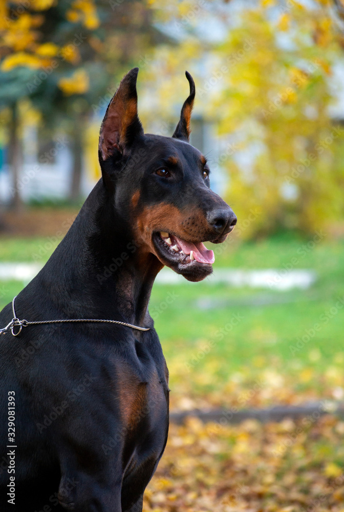 Black Doberman portrait nature autumn