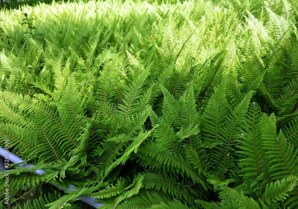 Fern leaves, Polypodiopsida or Polypodiophyta, in the park. Fern leaves, Polypodiopsida or Polypodiophyta, in the park.