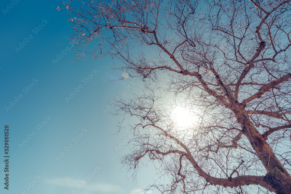 Big tree and branches against the sunny blue sky. Big tree and branches against the sunny blue sky.