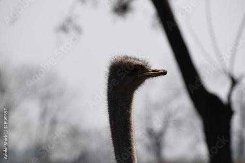 closeup view of common ostrich with grass and trees in background photo