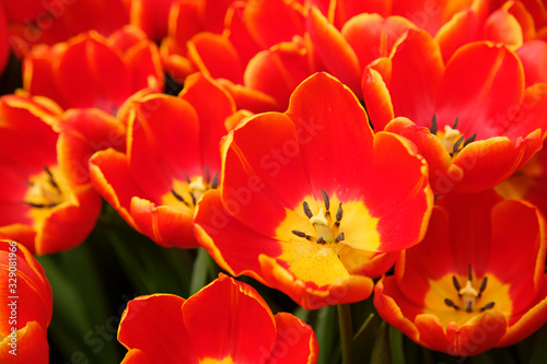 Red tulips. First spring flower blossom  close up