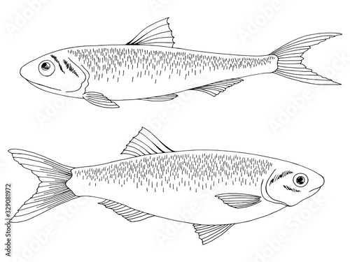 Anchovy and sprat fish graphic black white isolated illustration vector