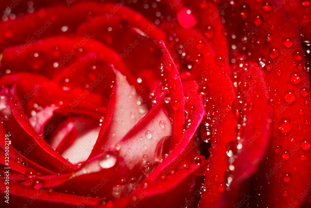 Naklejka premium Big red rose macro