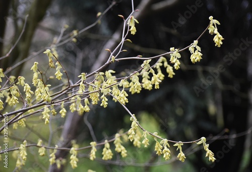 Branches with flowers of Corylopsis willmottiae, in the park.  photo