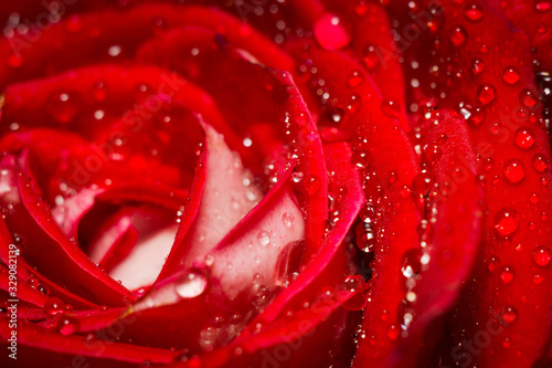 Big red rose macro