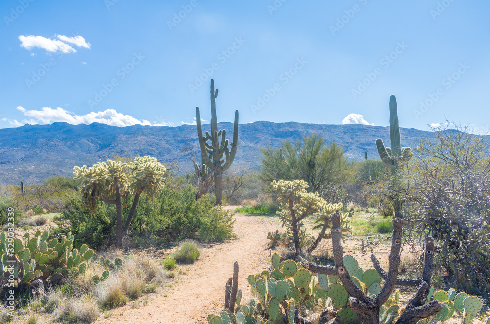 Saguaro, prickly pear, and cholla cacti border a trail in Saguaro National Park