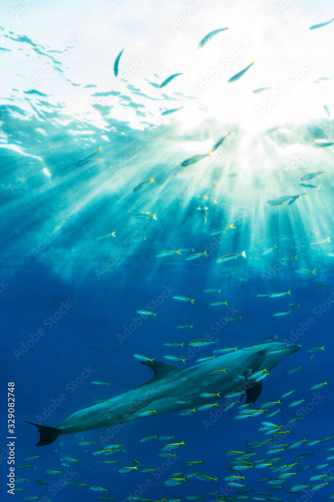 Naklejka premium dolphin swim