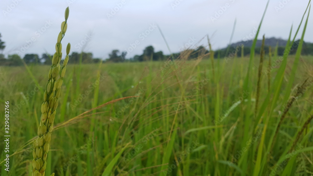 grass and sky grass and sky