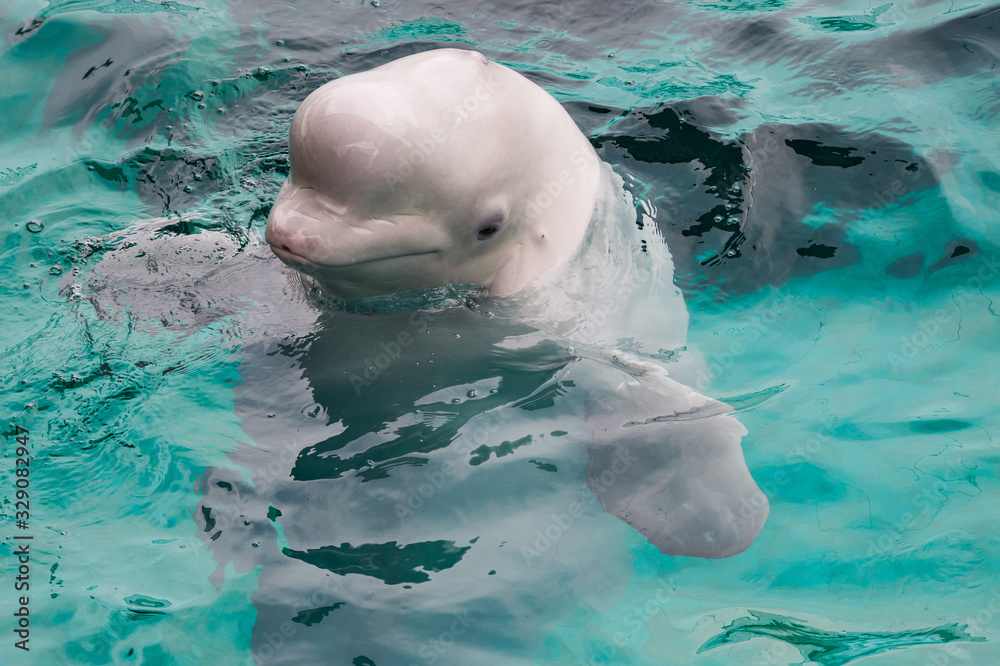 Fototapeta premium dolphin swim