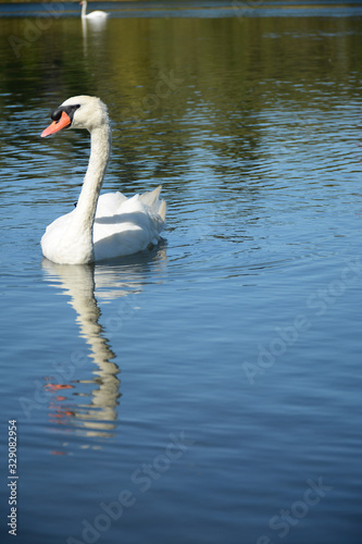 VALLEJO  CALIFORNIA  USA - AUGUST 13  2019  Ducks and swans in Lake Chabot in Dan Foley Park