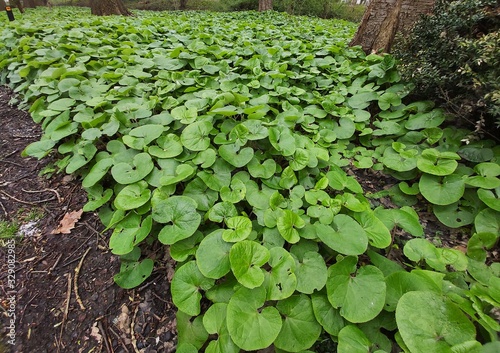 Foliage of Asarum canadense or Canada Wild Ginger, in the park.  photo