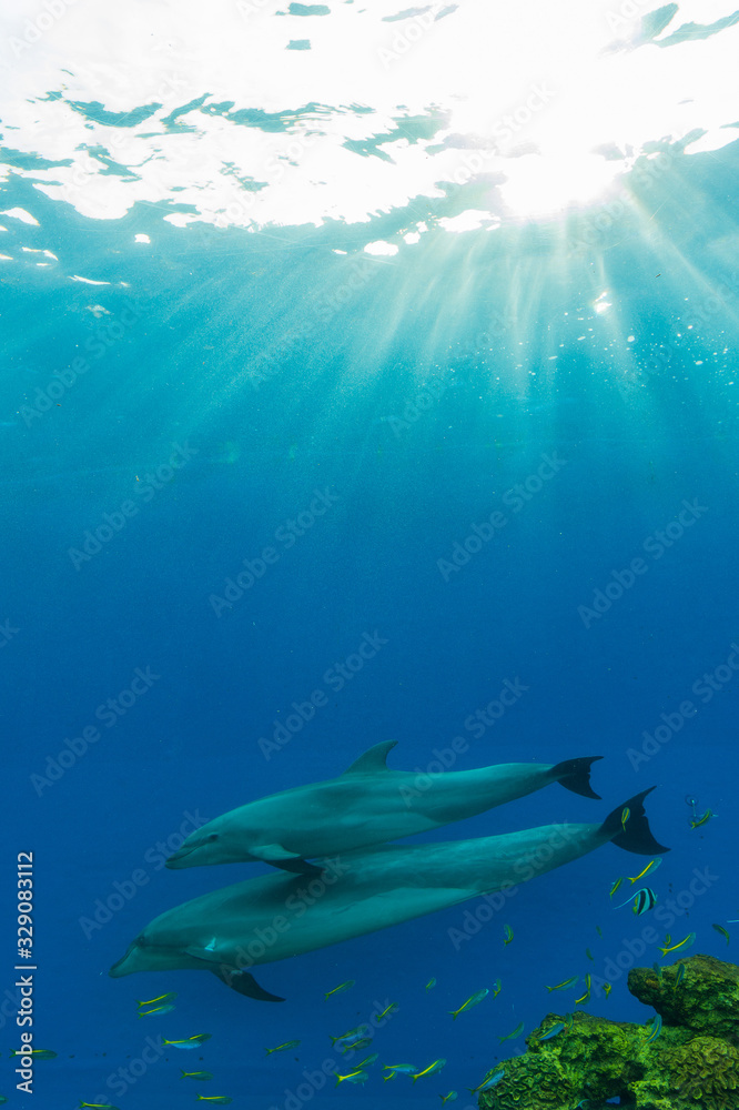 Fototapeta premium dolphin swim