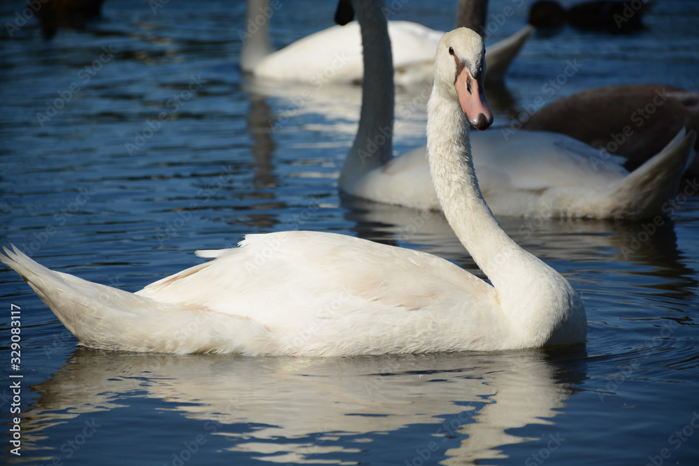 VALLEJO, CALIFORNIA, USA - AUGUST 13, 2019: Ducks and swans in Lake Chabot in Dan Foley Park VALLEJO, CALIFORNIA, USA - AUGUST 13, 2019: Ducks and swans in Lake Chabot in Dan Foley Park
