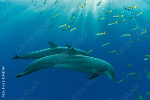 dolphin swim © Mori kei