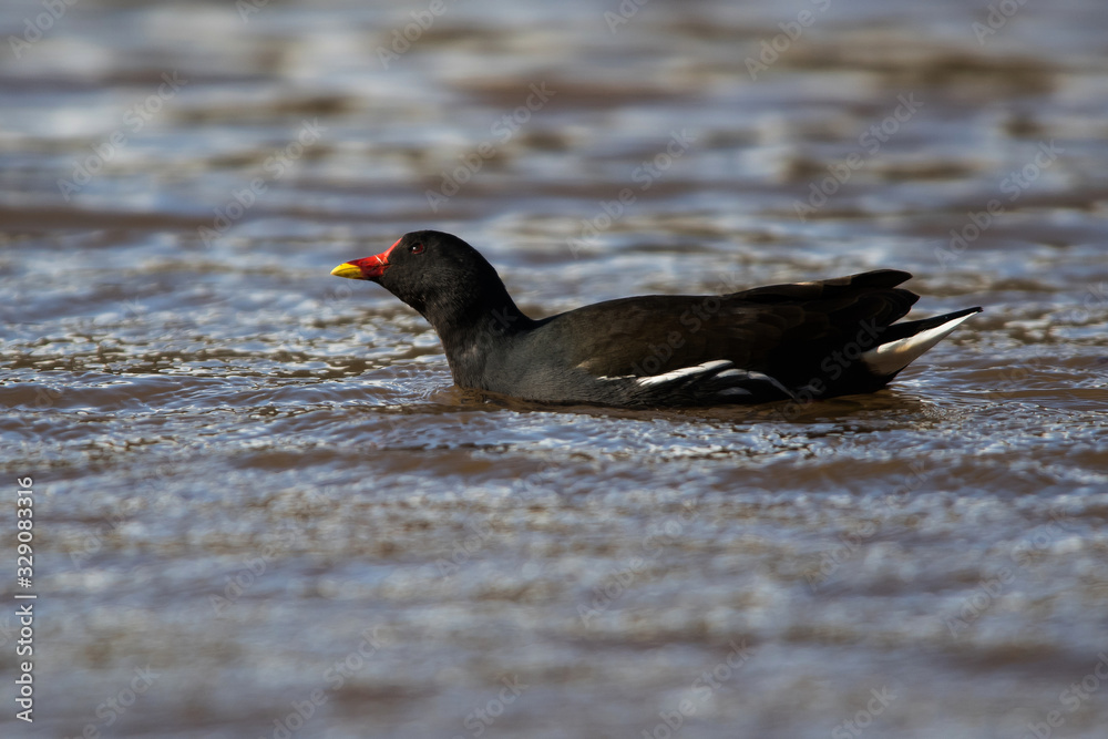 Common Moorhen on the water. Her Latin name is Gallinula chloropus. Common Moorhen on the water. Her Latin name is Gallinula chloropus.
