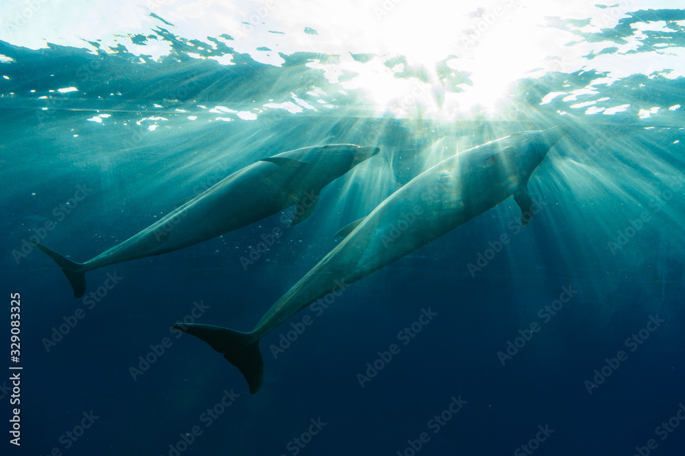 Fototapeta premium dolphin swim