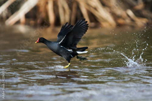 Common Moorhen on the water. Her Latin name is Gallinula chloropus.