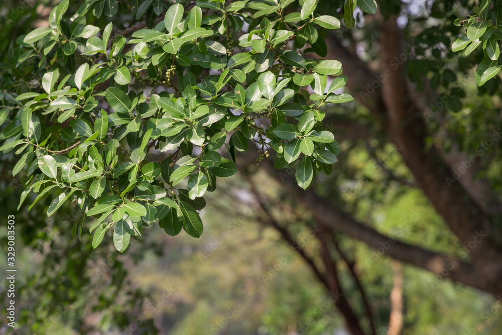 Natural green leaves and twigs on bokeh and sun light. Beautiful green nature background. Safe world and ecology concept. Natural green leaves and twigs on bokeh and sun light. Beautiful green nature background. Safe world and ecology concept.