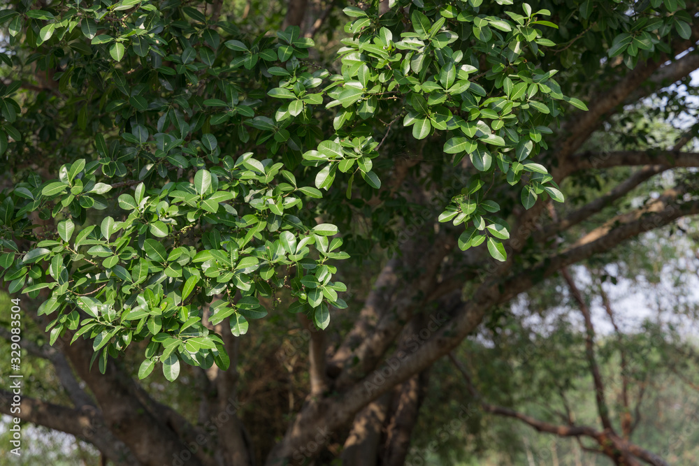 Natural green leaves and twigs on bokeh and sun light. Beautiful green nature background. Safe world and ecology concept. Natural green leaves and twigs on bokeh and sun light. Beautiful green nature background. Safe world and ecology concept.