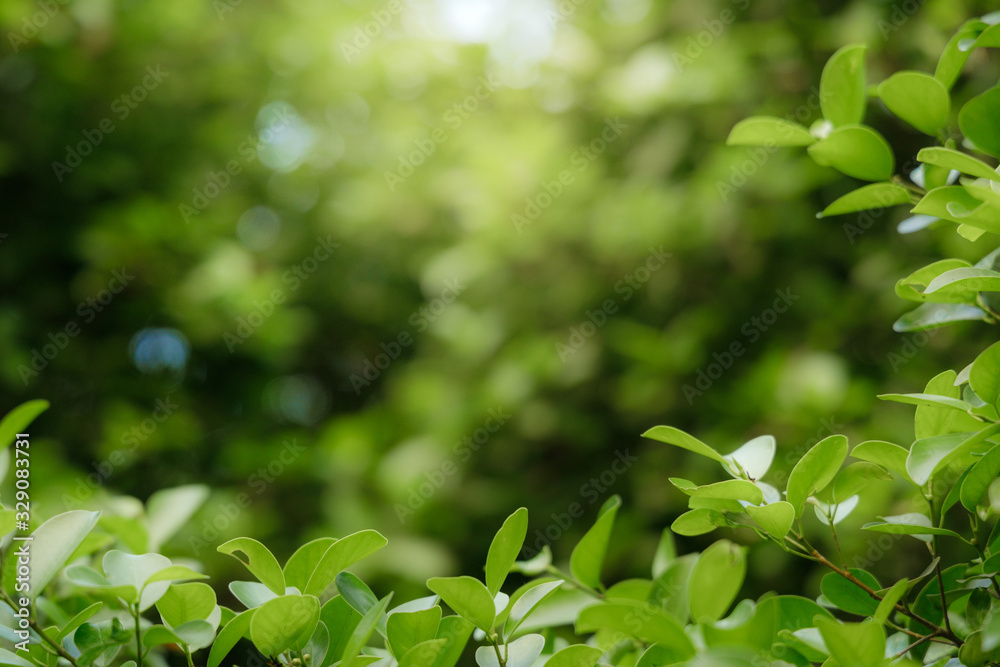 Natural green leaves on bokeh and sun light with copy space. Beautiful green nature background. Safe world and ecology concept. Natural green leaves on bokeh and sun light with copy space. Beautiful green nature background. Safe world and ecology concept.