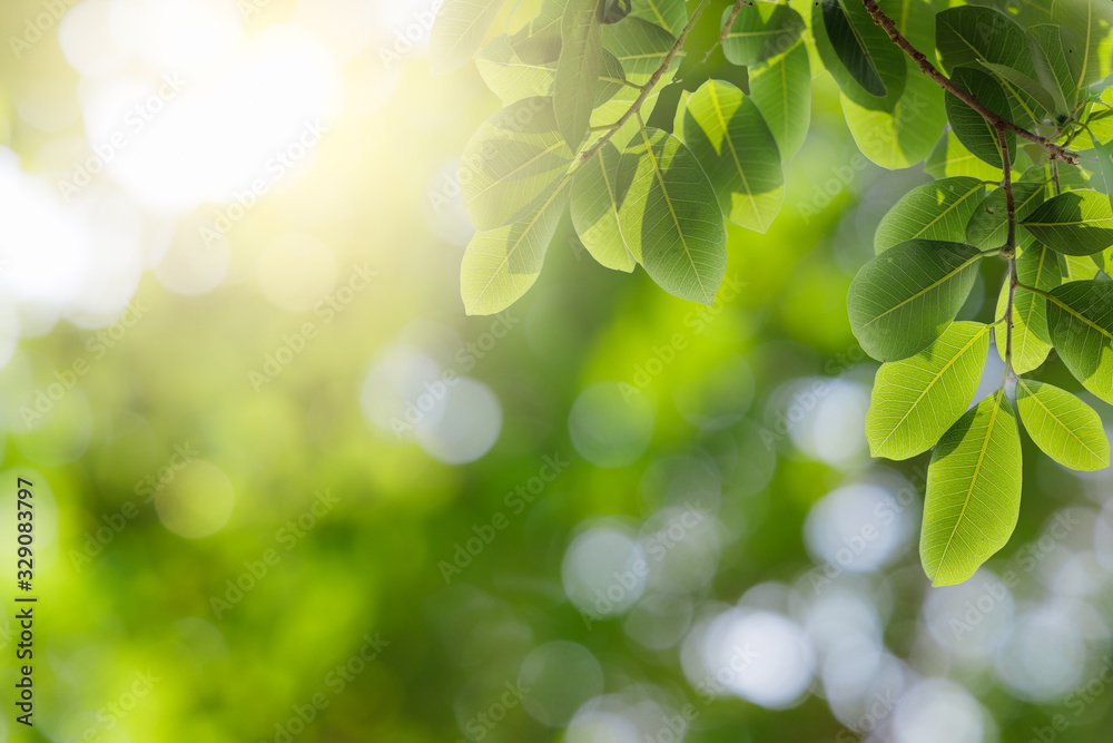 Natural green leaves on bokeh and sun light with copy space. Beautiful green nature background. Safe world and ecology concept. Natural green leaves on bokeh and sun light with copy space. Beautiful green nature background. Safe world and ecology concept.