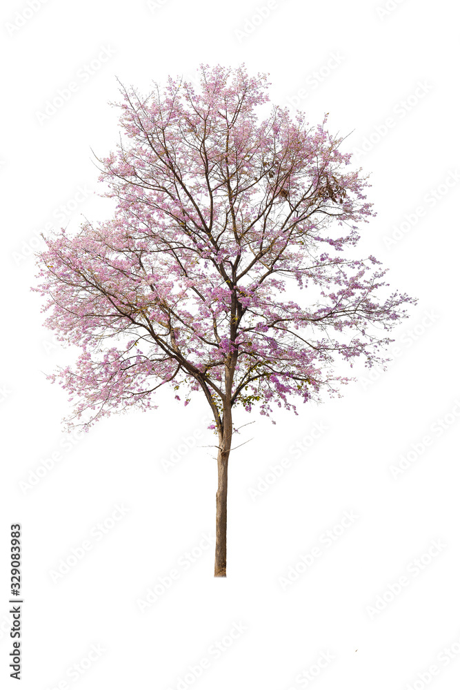 Isolated of beautiful Inthanin tree or Lagerstroemia macrocarpa have all the pink flowers on white background.