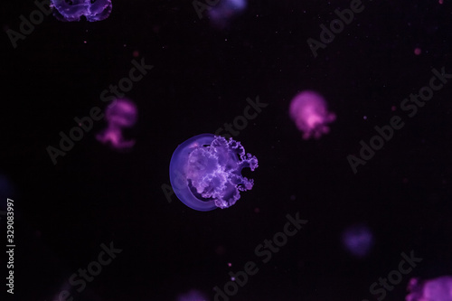 Cannonball jellyfish in the dark water.