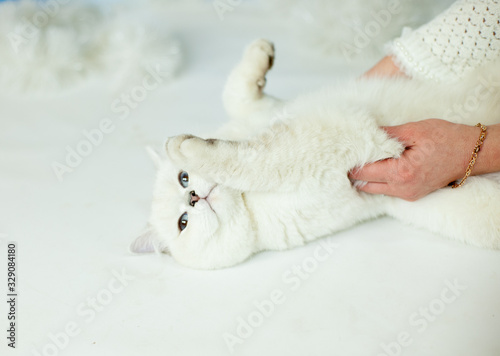 White cat blue eyes holidays care hands playing