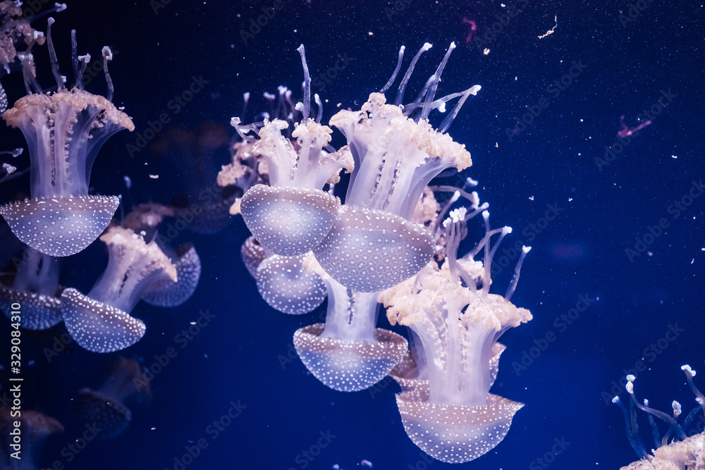 Obraz premium Australian spotted jellyfishes in the water.