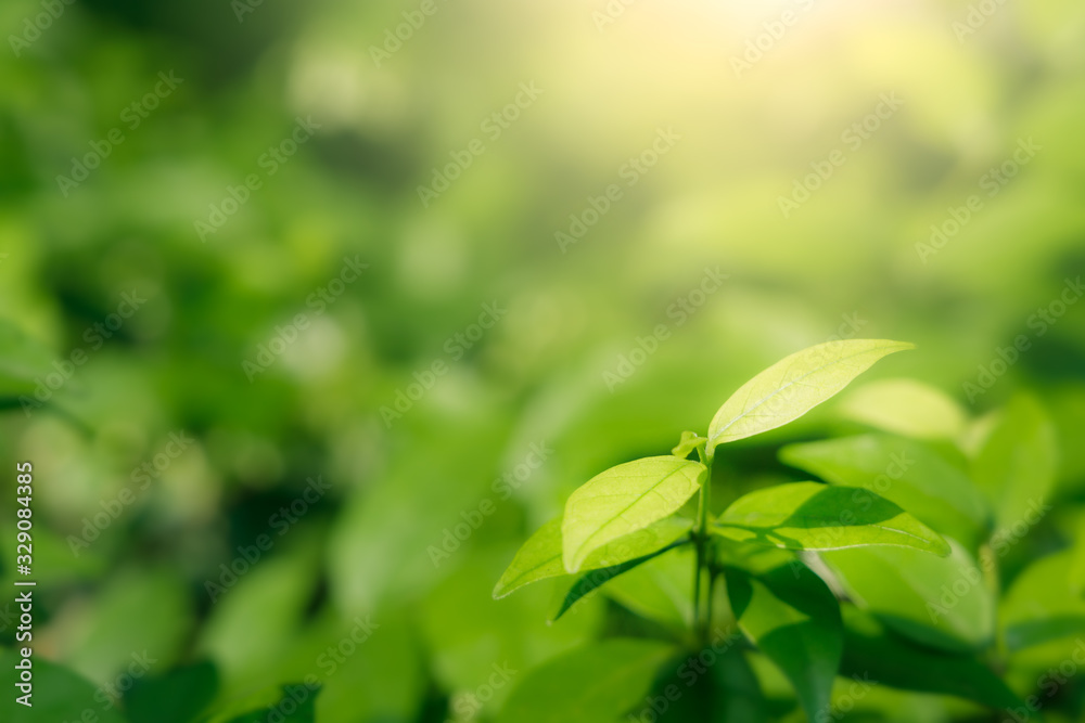 Natural green leaves on bokeh and sun light with copy space. Beautiful green nature background. Safe world and ecology concept.