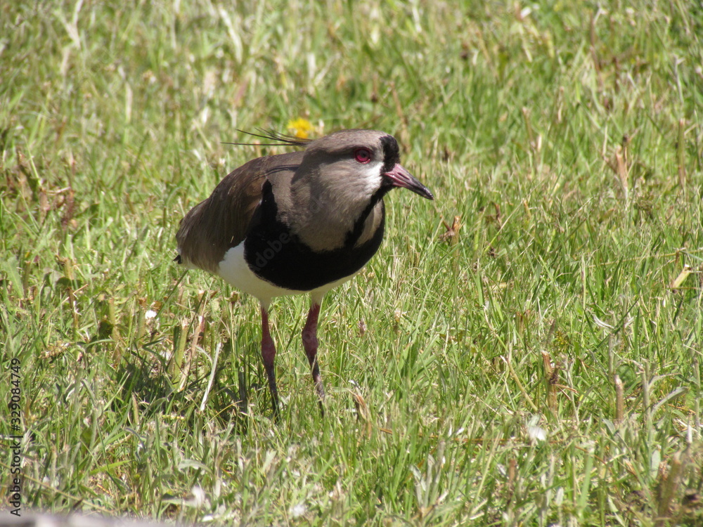 Naklejka premium Southern Lapwing - Vanellus chilensis - Environmental preservation allows the observation of wild birds within the city limits