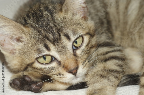 仔猫