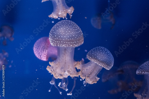 Australian spotted jellyfishes in the water.