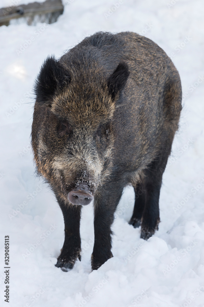 a wilde boar during winter looking for food a wilde boar during winter looking for food