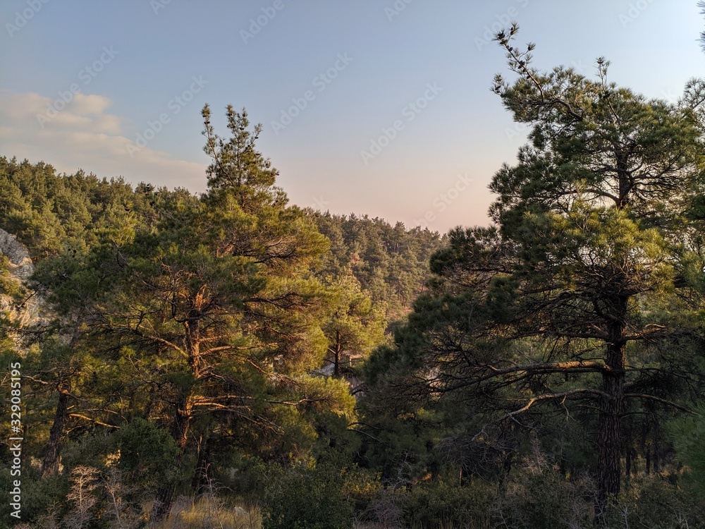 trees in autumn,forest,sky