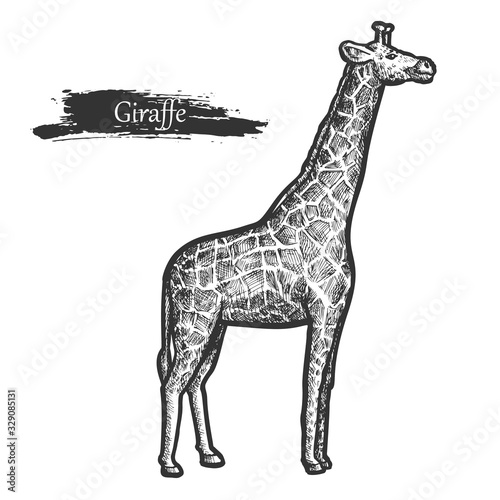 Giraffe sketch, zoo and African jungle wild animal