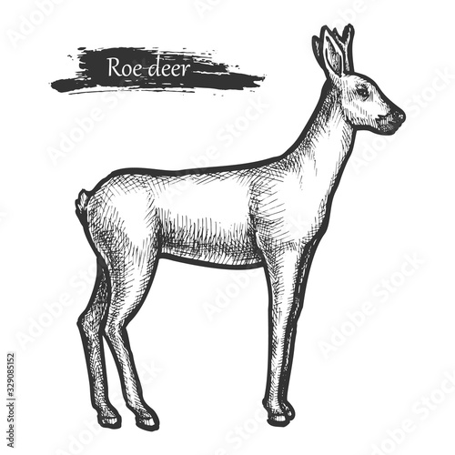Roe deer sketch, wild animal line hatching