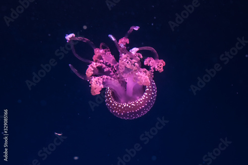 Australian spotted jellyfishes in the water.